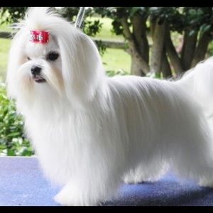 Meet your Posher, Lea ann